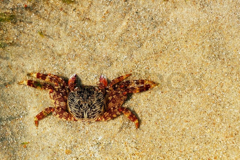 Beautiful orange colored crab resting Stock image Colourbox