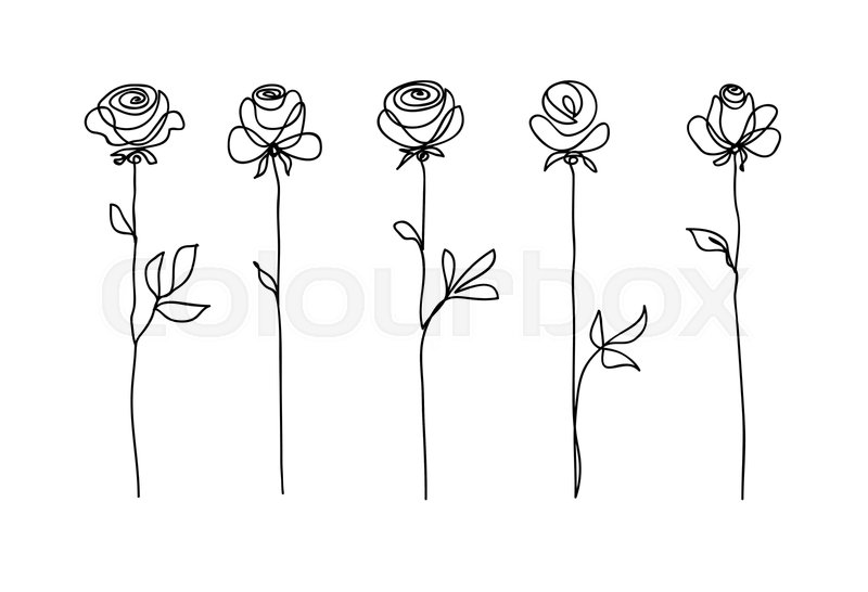 Rose Flower Set Continuous Drawing Stock Vector Colourbox