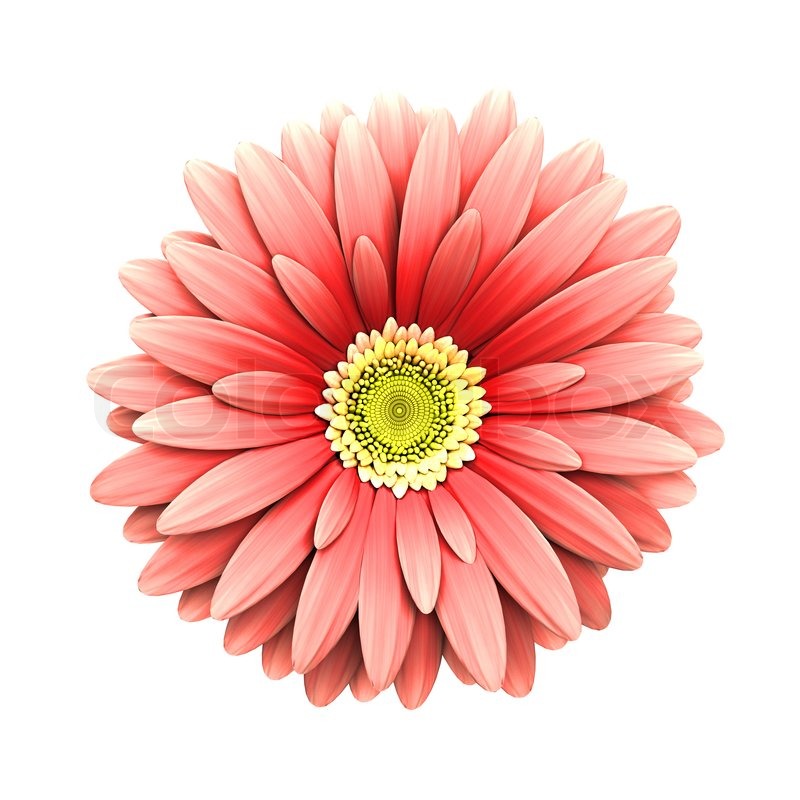 pink daisy flower isolated 3d render stock photo pink daisy flower isolated 3d render stock photo