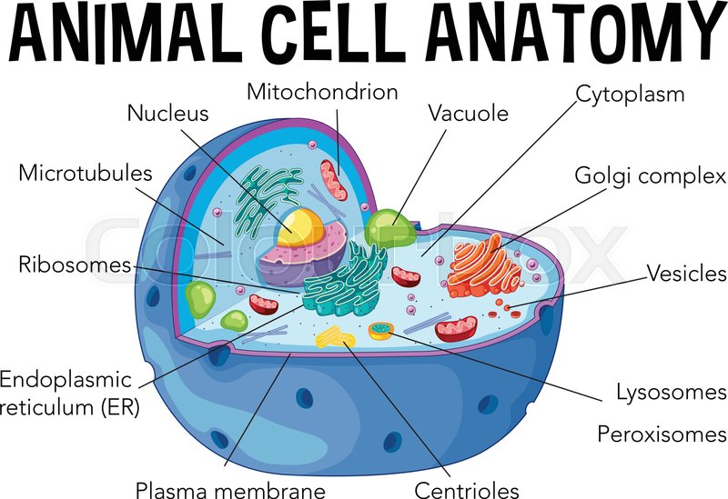 Diagram of animal cell anatomy ... | Stock vector | Colourbox