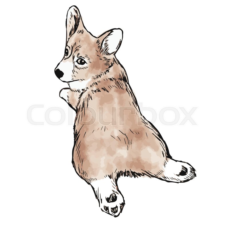 doodle corgi