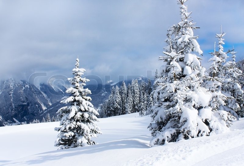 Winter Trees In Alp Mountains Stock Image Colourbox