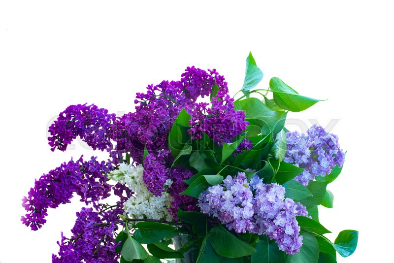 Purple Lilac fresh flowers twigs Stock image Colourbox