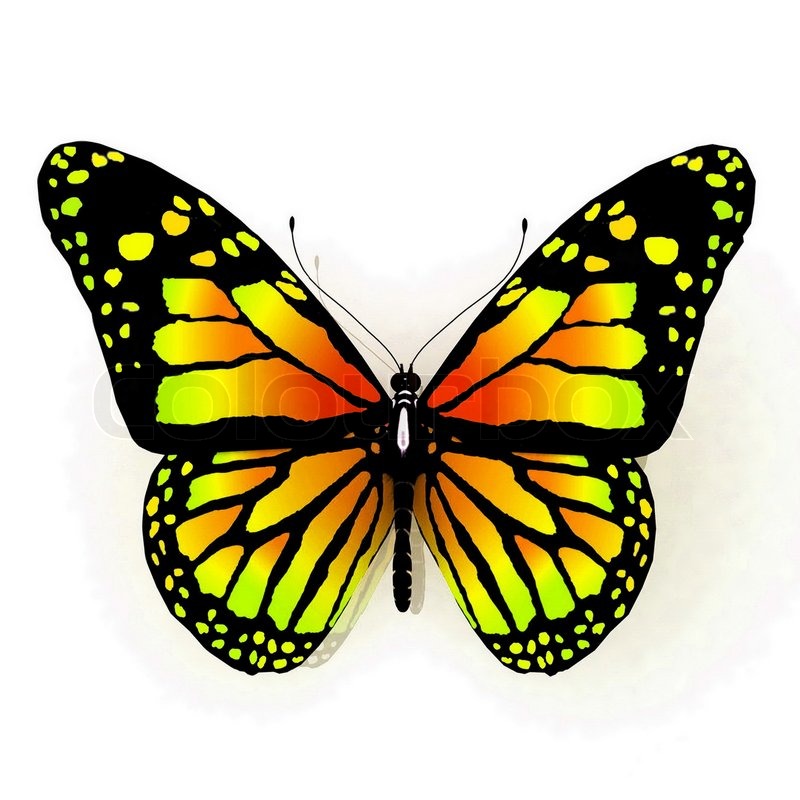 Isolated butterfly of yellow color on a white background | Stock Photo ...