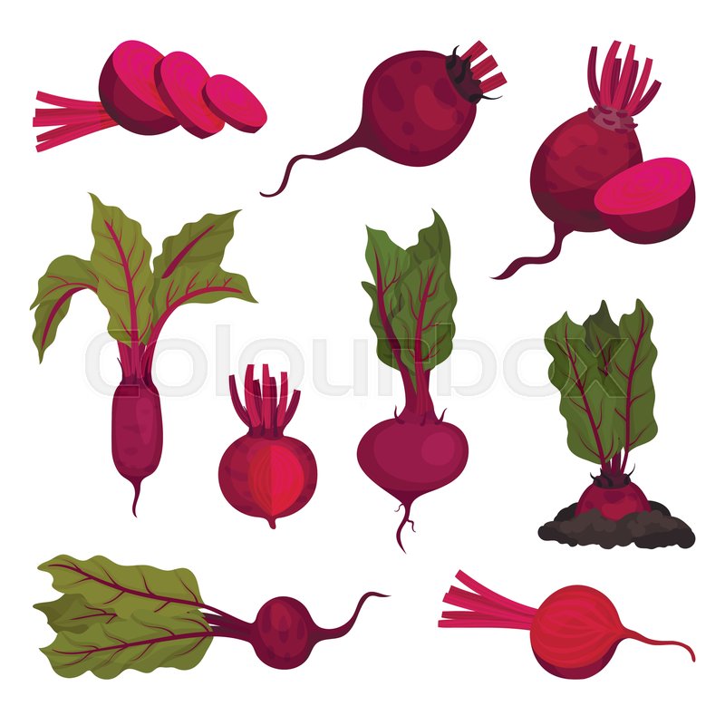 Cartoon Beet On White Background Stock Vector Colourbox