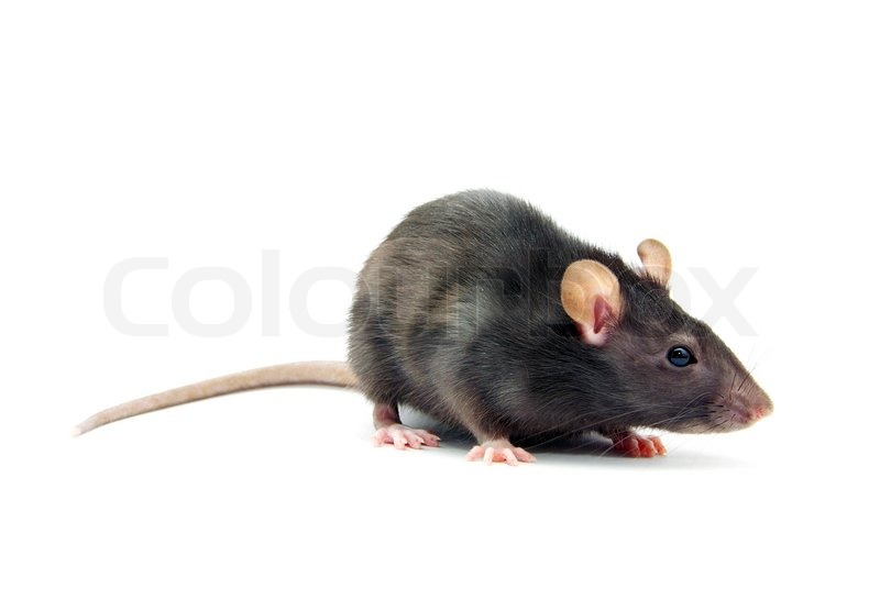 German Rotte Rotte | Stock foto | Colourbox