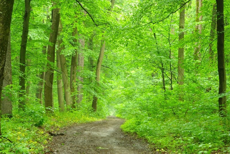 Grøn skov Stock foto Colourbox