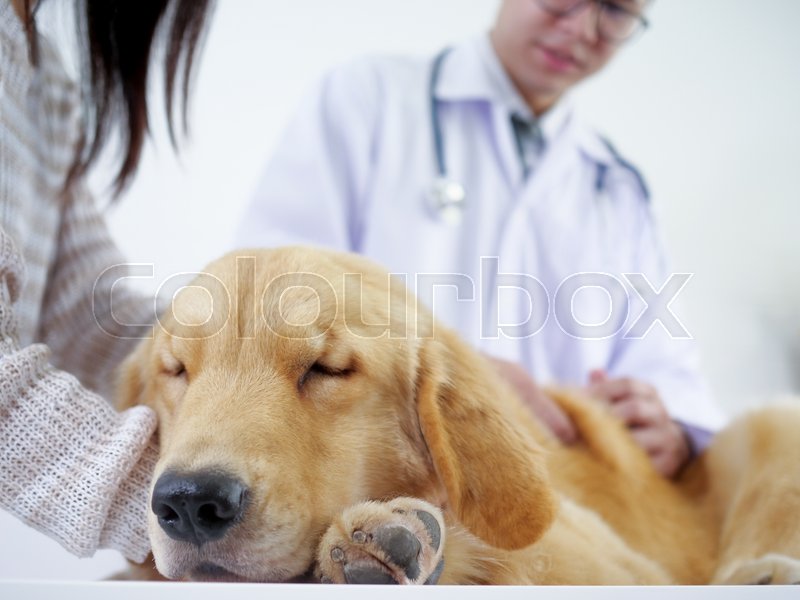 doctor dog pet hospital
