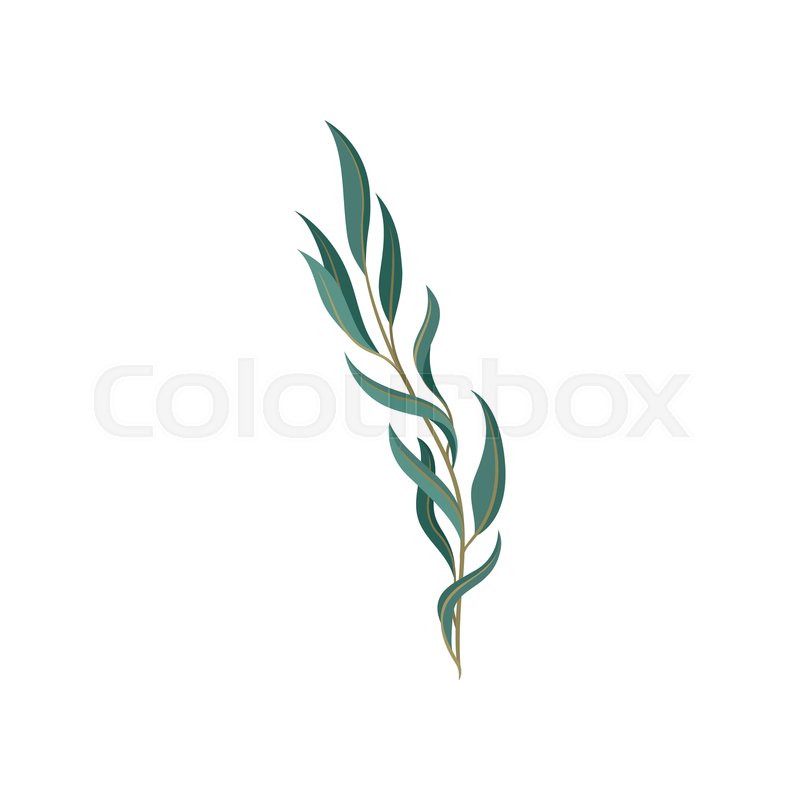 Young willow tree branch with green | Stock vector | Colourbox