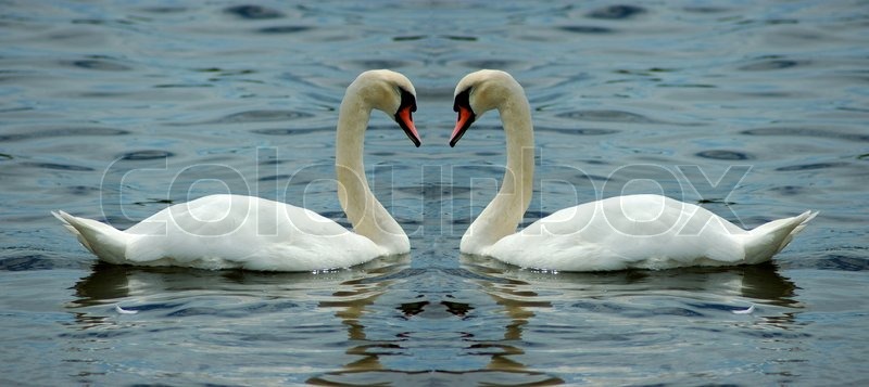 BZSMCE School Backpack Travel Bag Bookbags Bookbags Swan Love in Bloom
