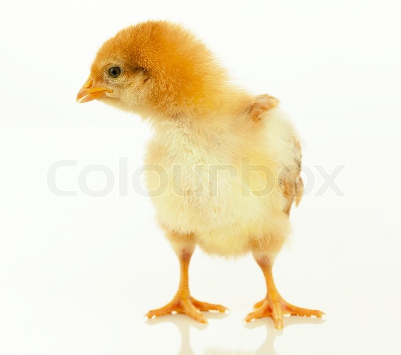 pollito blanco fono de putas pollito blanco fono de putas