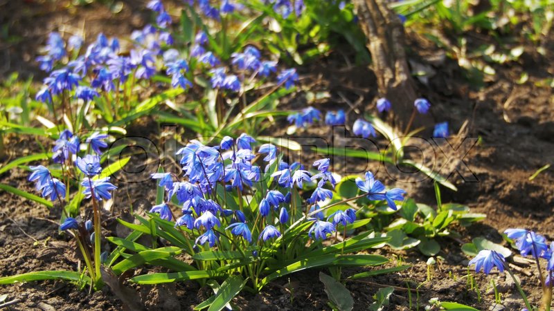 First spring flowers blue snowdrops in ... | Stock video | Colourbox