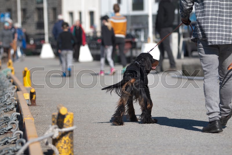 Pedestrian with Dog Stock image Colourbox