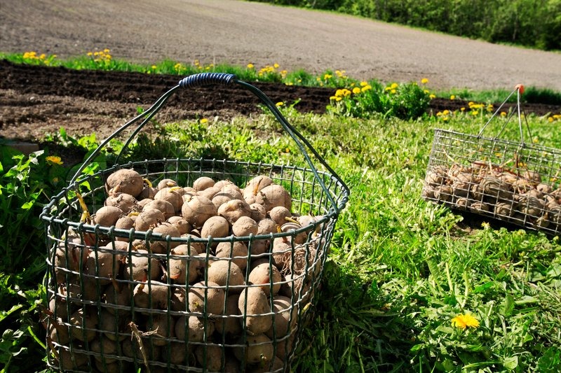 Two baskets of potatoes to be planted Stock image Colourbox