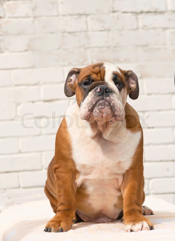 Very Cute English Bulldog Puppy Red And Stock Image Colourbox Very Cute English Bulldog Puppy Red And Stock Image Colourbox