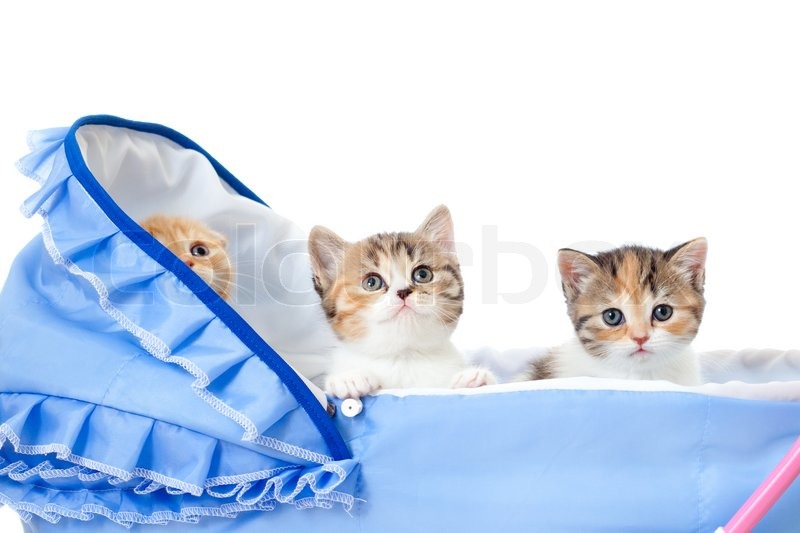 kitten stroller