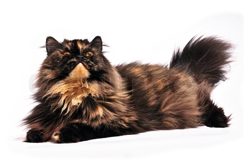 Cat Photography White Background Free Cat Photography White Background Free