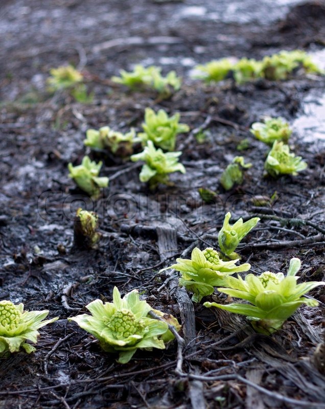 Plants growing from a muddy land Stock Photo Colourbox