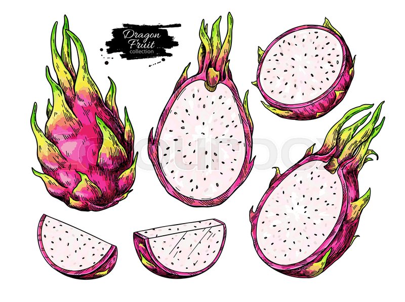 Dragon fruit vector drawing set. Hand Stock vector Colourbox