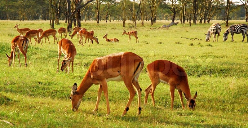 Grazing Antelope in Lake Nakuru | Stock image | Colourbox