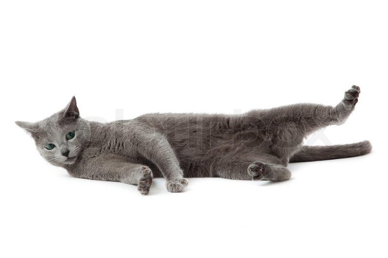 Russian Blue cat on white | Stock image | Colourbox