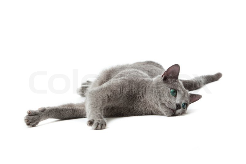 Russian Blue cat on white | Stock image | Colourbox