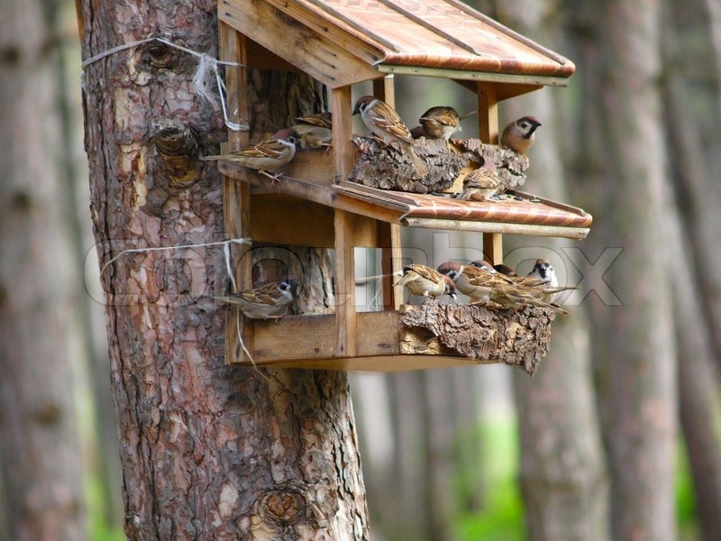 A starling house for birds somewhere in | Stock image | Colourbox