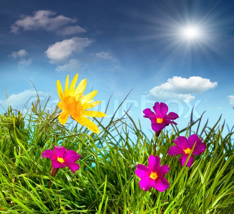 Blühende Wiese unter blauem Himmel mit | Stock Bild | Colourbox