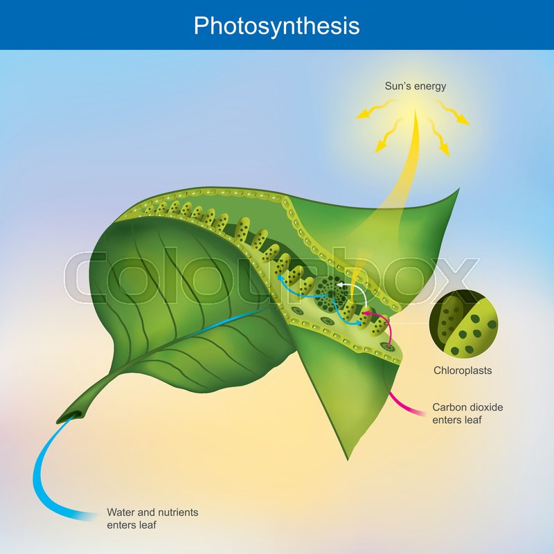 What converts the light energy into chemical energy?