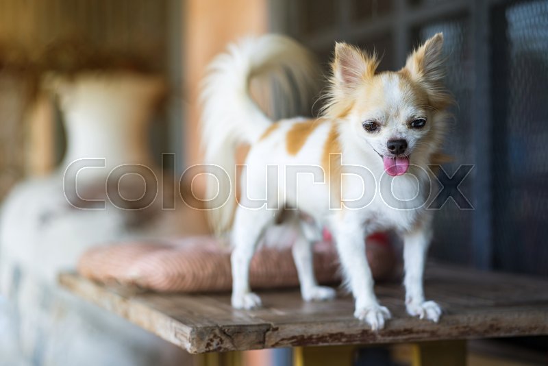 Long Hair Chihuahua Dog On Table Stock Image Colourbox