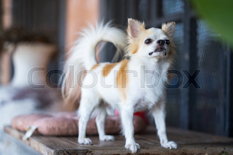 Long Hair Chihuahua Dog On Table Stock Image Colourbox