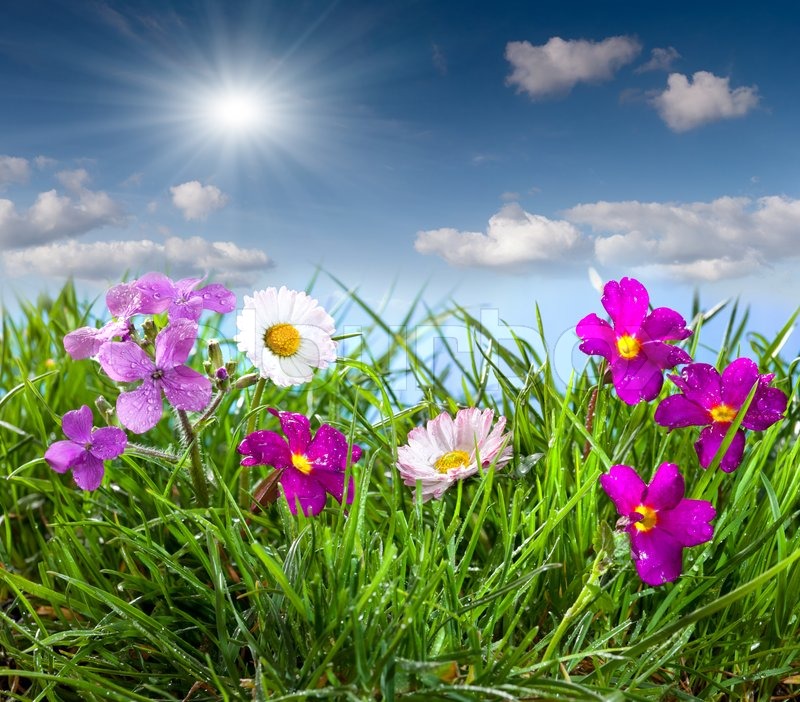 Blühende Wiese unter blauem Himmel mit | Stock Bild | Colourbox