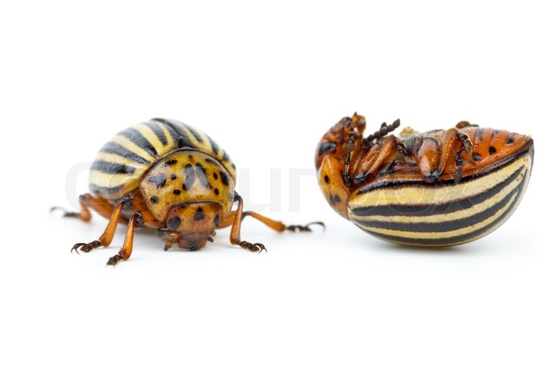 Live And Dead Colorado Potato Beetles Live And Dead Colorado Potato Beetles Stock Photo