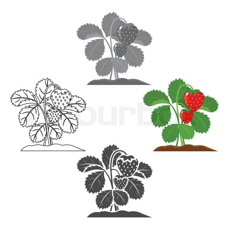 Strawberry Icon Cartoon Black Single Stock Vector Colourbox