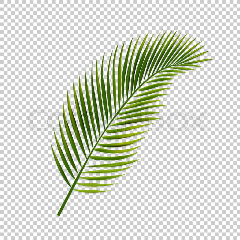Palm Leaf Isolated Transparent Stock Vector Colourbox