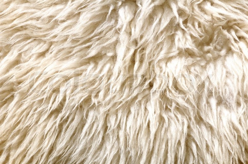Sheep fur texture Macro Stock Photo Colourbox