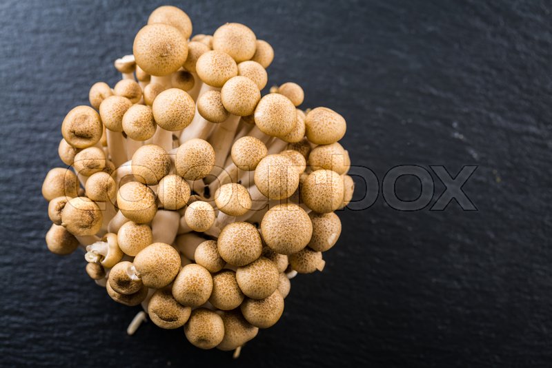 Buna Shimeji edible mushroom from Stock image Colourbox