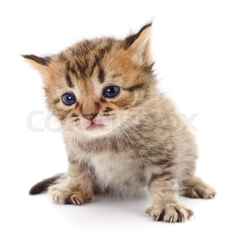 Small brown kitten isolated on white ... | Stock image | Colourbox