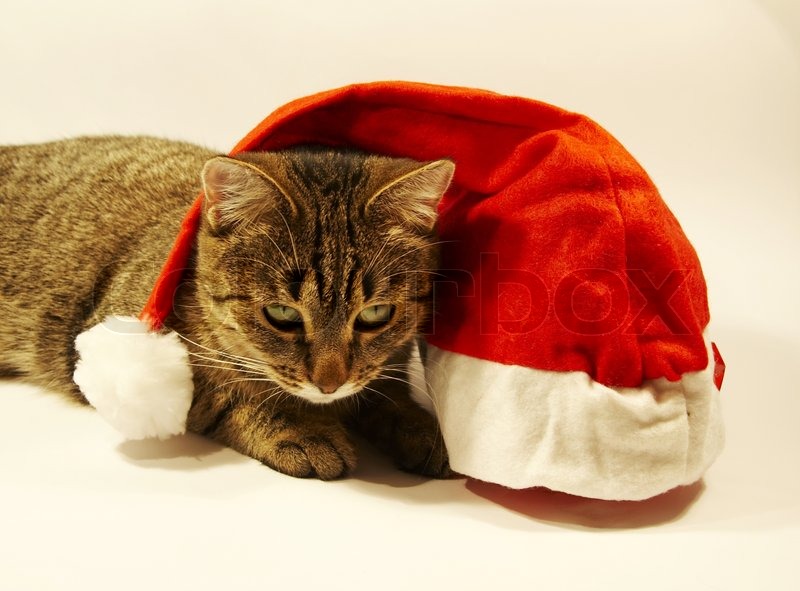 Cat and christmas hat | Stock image | Colourbox