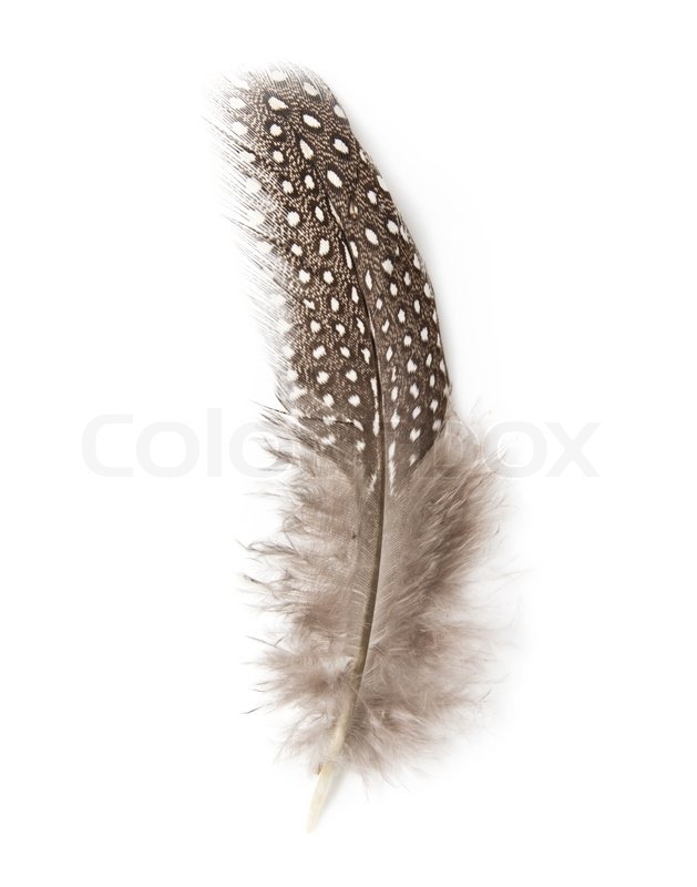 Guinea fowl feather on white background | Stock image | Colourbox