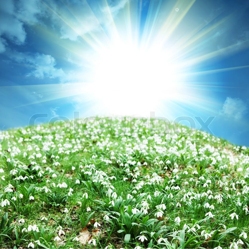 Erste, hausgarten, garten | Stockfoto | Colourbox