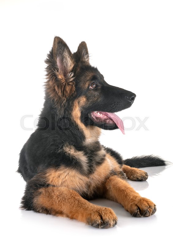 Puppy german shepherd in front of white | Stock image | Colourbox