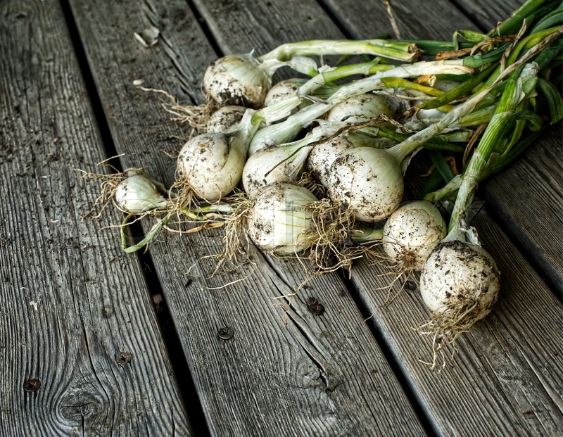 Freshly harvested white onions must Stock image Colourbox