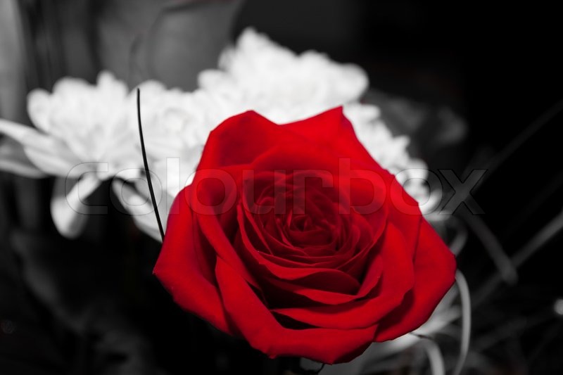 Black And White Photography Red Rose