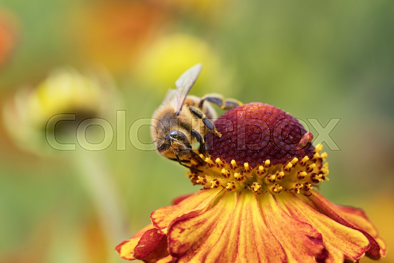Front view of a honey bee sucking Stock image Colourbox