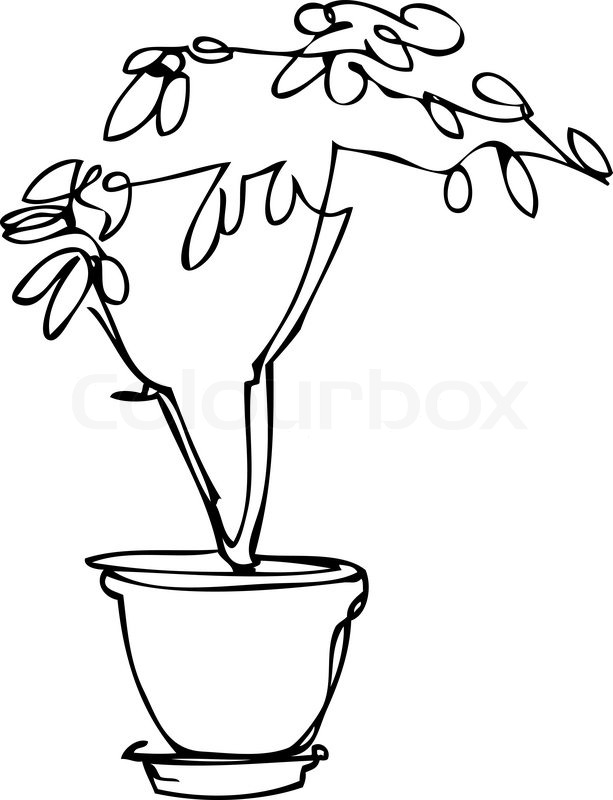 Passion Flower Line Drawing : Sketch room plant flower in a pot stock vector colourbox