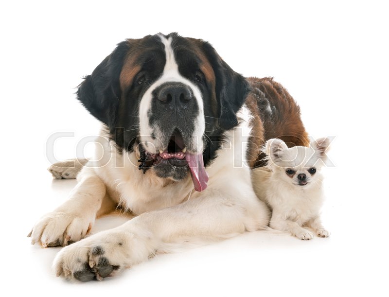 Saint bernard and chihuahua in front of Stock image Colourbox