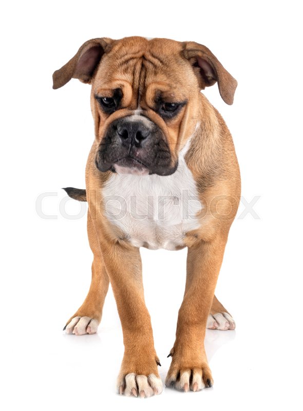 Continental Bulldog In Front Of White Stock Image Colourbox