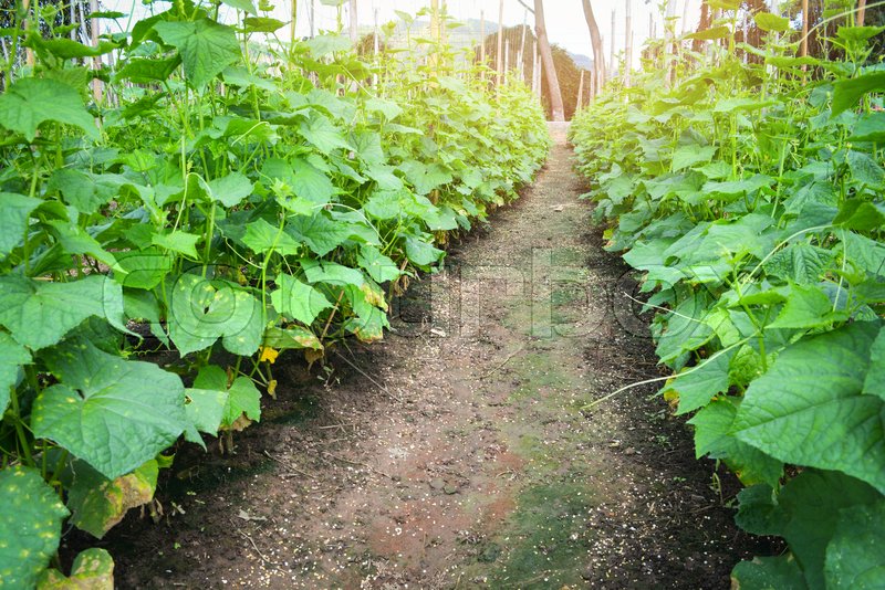 Cucumber plant growing in farm field ... | Stock image | Colourbox