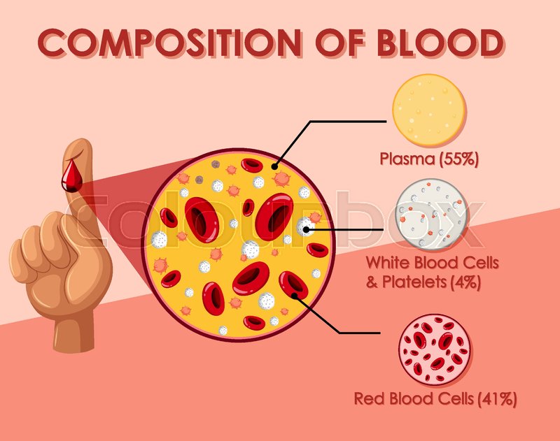 Diagram showing composition of blood Stock vector Colourbox